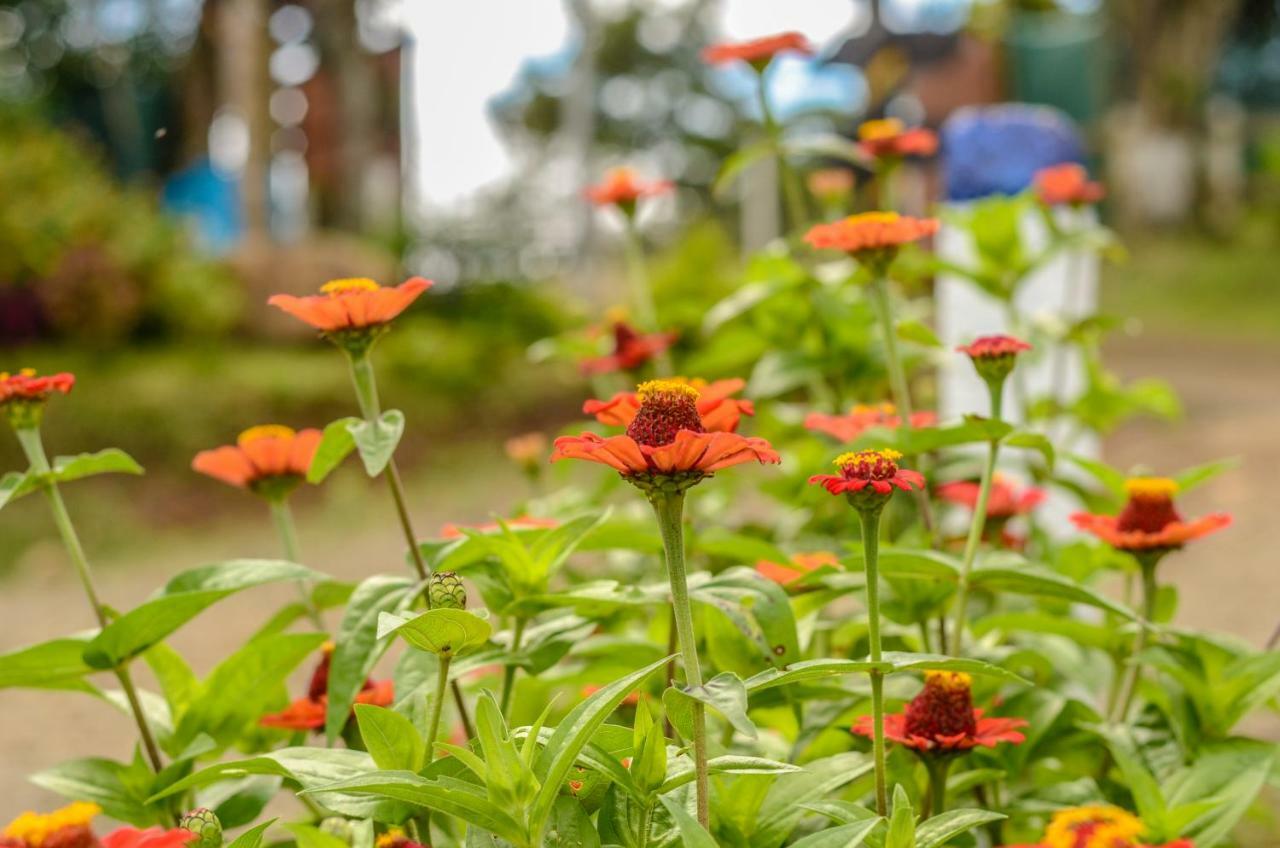 Batsu Ecolodge & Coffee Farm San Ramón Екстериор снимка